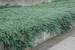 Icee Blue Juniper (Juniperus horizontalis 'Icee Blue') at Marlin Orchards & Garden Centre