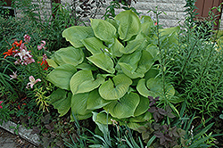 Sum and Substance Hosta (Hosta 'Sum and Substance') at Marlin Orchards & Garden Centre