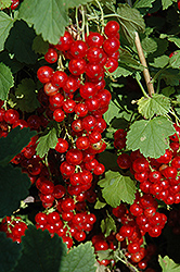Red Lake Red Currant (Ribes rubrum 'Red Lake') at Marlin Orchards & Garden Centre