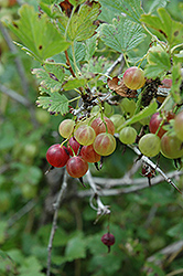 Pixwell Gooseberry (Ribes 'Pixwell') at Marlin Orchards & Garden Centre