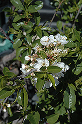 Romeo Cherry (Prunus 'Romeo') at Marlin Orchards & Garden Centre