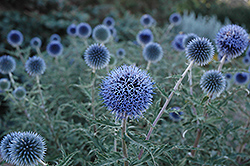 Blue Glow Globe Thistle (Echinops bannaticus 'Blue Glow') at Marlin Orchards & Garden Centre