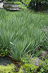 Adam's Needle (Yucca filamentosa) at Marlin Orchards & Garden Centre