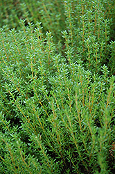 Common Thyme (Thymus vulgaris) at Marlin Orchards & Garden Centre