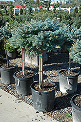 Globe Blue Spruce (tree form) (Picea pungens 'Globosa (tree form)') at Marlin Orchards & Garden Centre