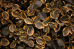 Country Gold Wintercreeper (Euonymus fortunei 'Country Gold') at Marlin Orchards & Garden Centre