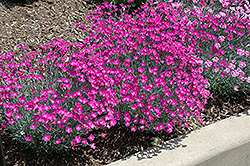 Firewitch Pinks (Dianthus gratianopolitanus 'Firewitch') at Marlin Orchards & Garden Centre