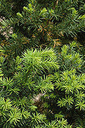 Hicks Yew (Taxus x media 'Hicksii') at Marlin Orchards & Garden Centre