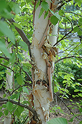 Heritage River Birch (Betula nigra 'Heritage') at Marlin Orchards & Garden Centre