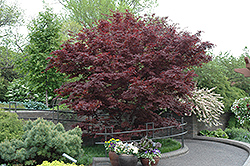 Bloodgood Japanese Maple (Acer palmatum 'Bloodgood') at Marlin Orchards & Garden Centre