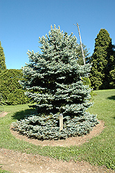 Royal Knight Blue Spruce (Picea pungens 'Royal Knight') at Marlin Orchards & Garden Centre