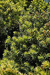 New Selection Yew (Taxus x media 'New Selection') at Marlin Orchards & Garden Centre