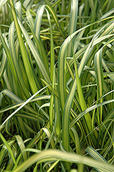 El Dorado Feather Reed Grass (Calamagrostis x acutiflora 'El Dorado') at Marlin Orchards & Garden Centre