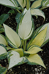 Remember Me Hosta (Hosta 'Remember Me') at Marlin Orchards & Garden Centre
