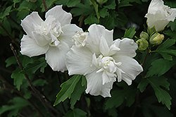 Jeanne D'Arc Rose Of Sharon (Hibiscus syriacus 'Jeanne D'Arc') at Marlin Orchards & Garden Centre
