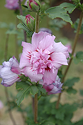Ardens Rose of Sharon (Hibiscus syriacus 'Ardens') at Marlin Orchards & Garden Centre