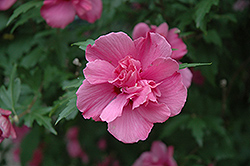 Lucy Rose Of Sharon (Hibiscus syriacus 'Lucy') at Marlin Orchards & Garden Centre