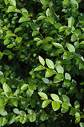 Amur Privet (Ligustrum amurense) at Marlin Orchards & Garden Centre