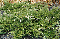 Calgary Carpet Juniper (Juniperus sabina 'Calgary Carpet') at Marlin Orchards & Garden Centre