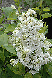 Mme. Lemoine Lilac (Syringa vulgaris 'Mme. Lemoine') at Marlin Orchards & Garden Centre
