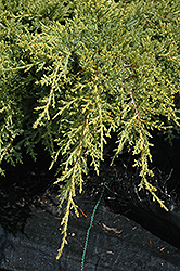 Gold Star Juniper (Juniperus chinensis 'Bakaurea') at Marlin Orchards & Garden Centre
