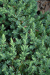 Blue Pacific Shore Juniper (Juniperus conferta 'Blue Pacific') at Marlin Orchards & Garden Centre
