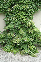 Climbing Hydrangea (Hydrangea anomala 'var. petiolaris') at Marlin Orchards & Garden Centre