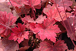Sweet Tea Foamy Bells (Heucherella 'Sweet Tea') at Marlin Orchards & Garden Centre