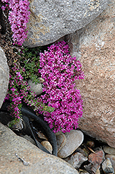 Pink Chintz Creeping Thyme (Thymus praecox 'Pink Chintz') at Marlin Orchards & Garden Centre