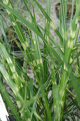 Porcupine Grass (Miscanthus sinensis 'Porcupine') at Marlin Orchards & Garden Centre