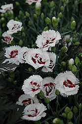 Scent First Coconut Surprise Pinks (Dianthus 'WP05Yves') at Marlin Orchards & Garden Centre