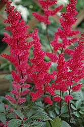 Fanal Astilbe (Astilbe x arendsii 'Fanal') at Marlin Orchards & Garden Centre