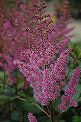 Maggie Daley Astilbe (Astilbe chinensis 'Maggie Daley') at Marlin Orchards & Garden Centre