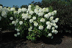 Phantom Hydrangea (Hydrangea paniculata 'Phantom') at Marlin Orchards & Garden Centre