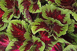 Kong Red Coleus (Solenostemon scutellarioides 'Kong Red') at Marlin Orchards & Garden Centre
