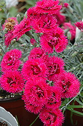 Starlette Pinks (Dianthus 'Evian') at Marlin Orchards & Garden Centre