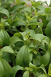 Sweetleaf (Stevia rebaudiana) at Marlin Orchards & Garden Centre