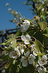 Clapp's Favorite Pear (Pyrus communis 'Clapp's Favorite') at Marlin Orchards & Garden Centre