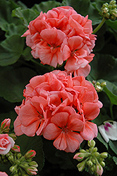 Patriot Evening Glow Geranium (Pelargonium 'Patriot Evening Glow') at Marlin Orchards & Garden Centre