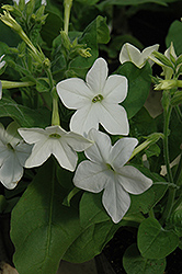 Saratoga White Flowering Tobacco (Nicotiana 'Saratoga White') at Marlin Orchards & Garden Centre