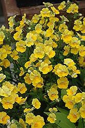 Sunsatia Lemon Nemesia (Nemesia 'Sunsatia Lemon') at Marlin Orchards & Garden Centre
