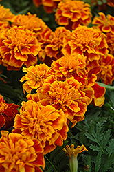 Bonanza Flame Marigold (Tagetes patula 'Bonanza Flame') at Marlin Orchards & Garden Centre