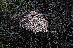 Black Lace Elder (Sambucus nigra 'Eva') at Marlin Orchards & Garden Centre