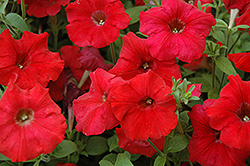 Easy Wave Red Petunia (Petunia 'Easy Wave Red') at Marlin Orchards & Garden Centre