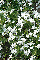 Regatta White Lobelia (Lobelia erinus 'Regatta White') at Marlin Orchards & Garden Centre