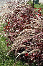 Fireworks Fountain Grass (Pennisetum setaceum 'Fireworks') at Marlin Orchards & Garden Centre
