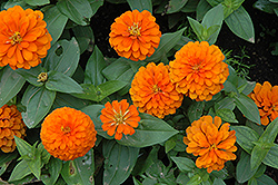 Magellan Orange Zinnia (Zinnia 'Magellan Orange') at Marlin Orchards & Garden Centre