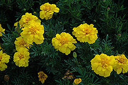 Durango Yellow Marigold (Tagetes patula 'Durango Yellow') at Marlin Orchards & Garden Centre