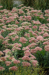 Autumn Joy Stonecrop (Sedum 'Autumn Joy') at Marlin Orchards & Garden Centre