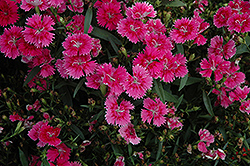 Ideal Select Raspberry Pinks (Dianthus 'Ideal Select Raspberry') at Marlin Orchards & Garden Centre